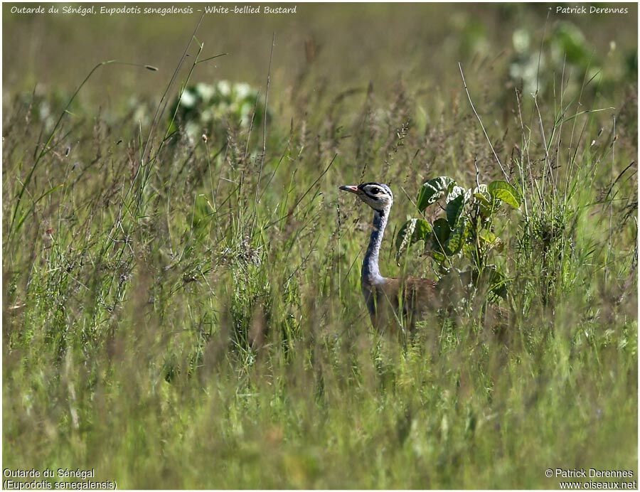 White-bellied Bustard male adult, identification