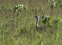 White-bellied Bustard