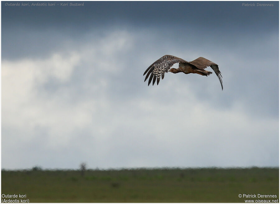 Kori Bustardadult, Flight