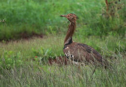 Kori Bustard