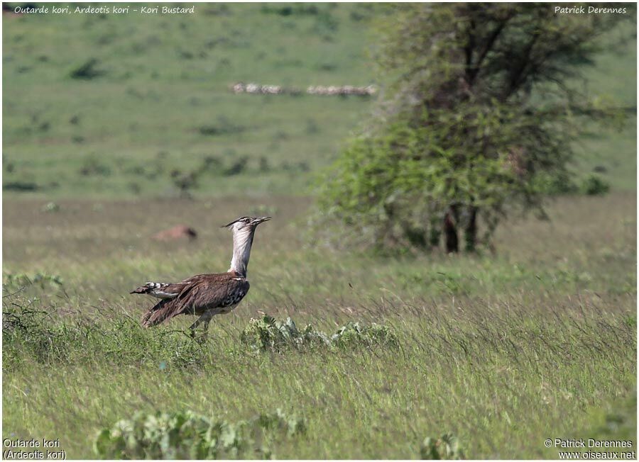 Kori Bustard male adult, identification