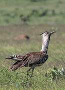 Kori Bustard