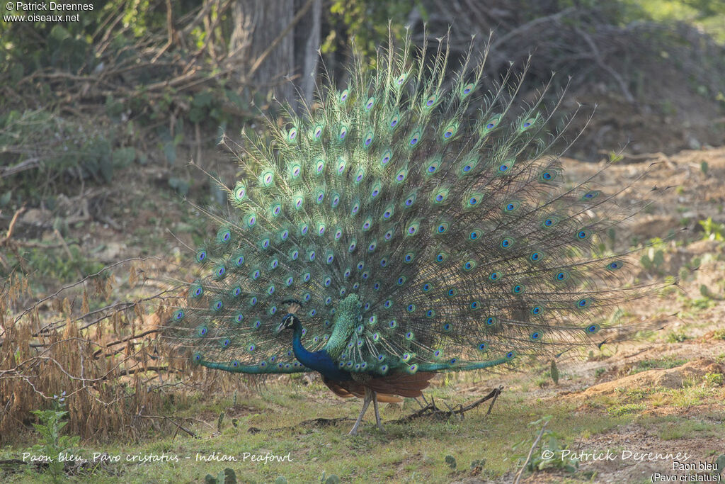 Paon bleu mâle, identification, habitat, parade