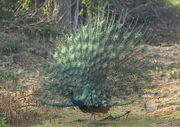 Indian Peafowl