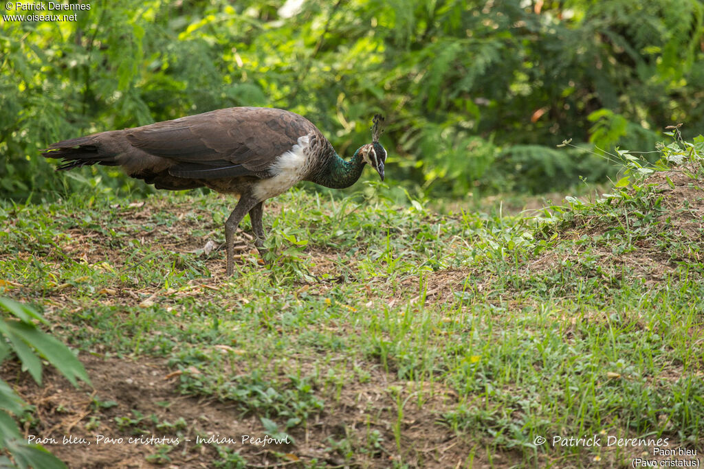 Indian Peafowl, identification, habitat