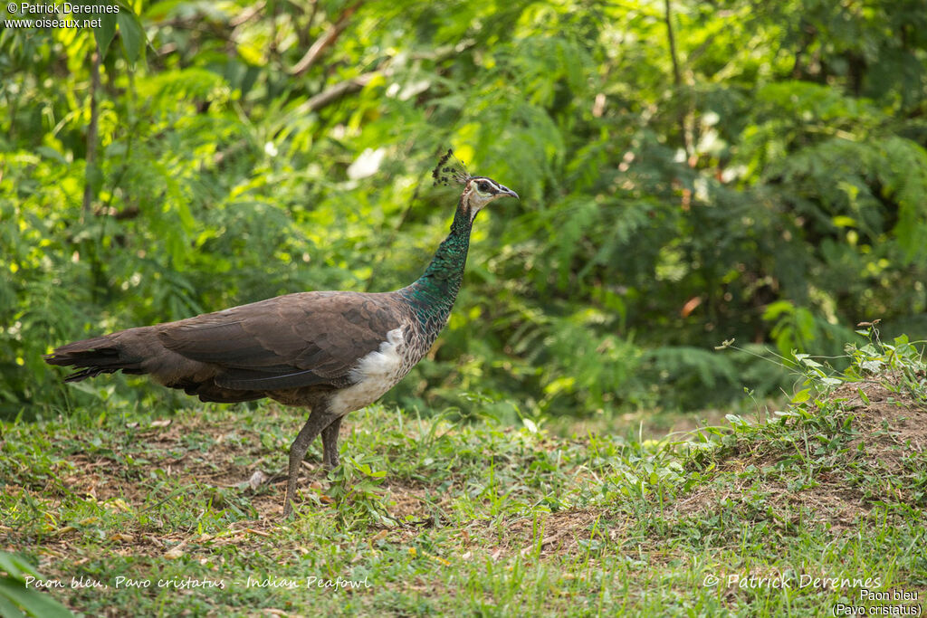 Paon bleu, identification, habitat