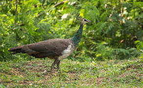 Indian Peafowl