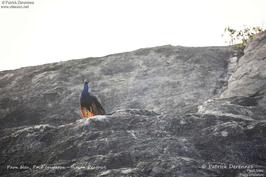 Paon bleu, identification, habitat