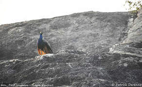 Indian Peafowl