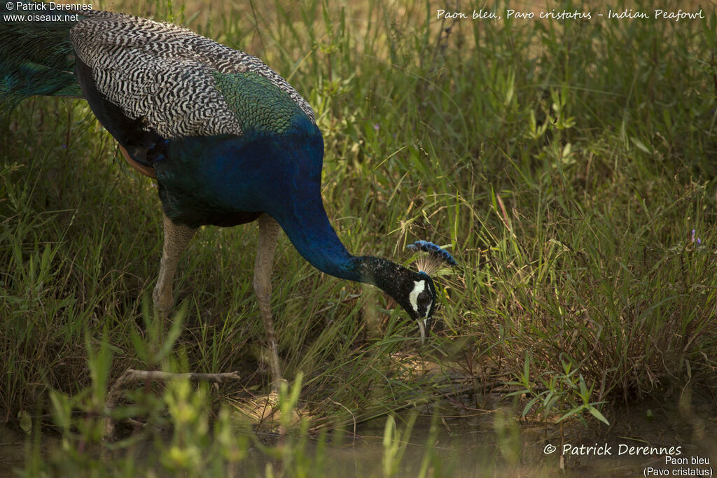 Paon bleu mâle, identification, habitat, boit