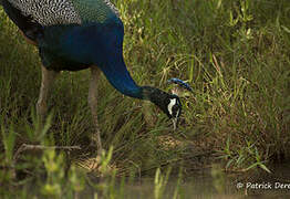 Indian Peafowl