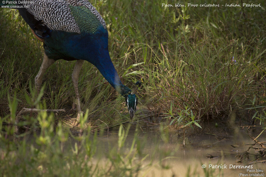 Indian Peafowl male, habitat, drinks