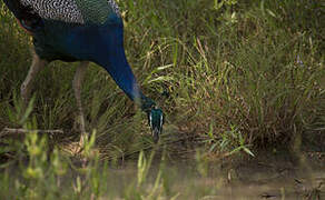 Indian Peafowl