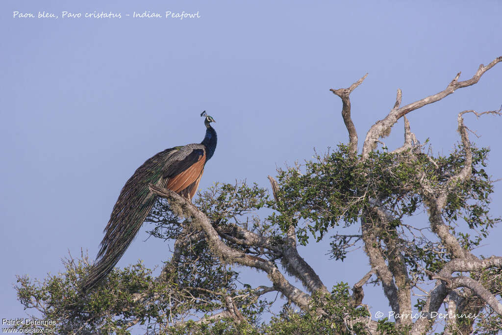 Indian Peafowl male adult, habitat