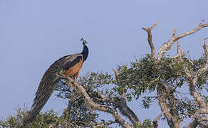 Indian Peafowl