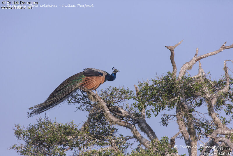 Indian Peafowl male, identification, habitat