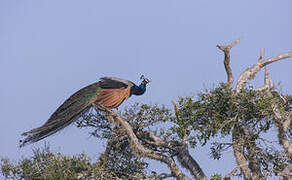 Indian Peafowl