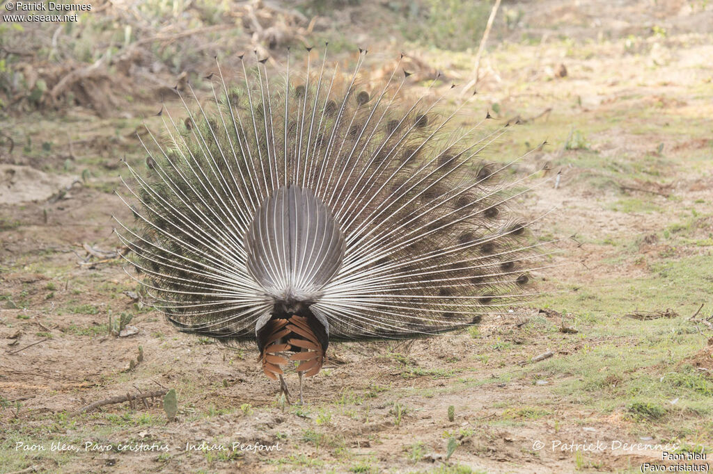 Paon bleu mâle, identification, habitat, parade