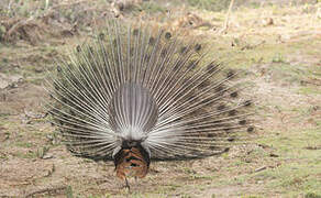 Indian Peafowl