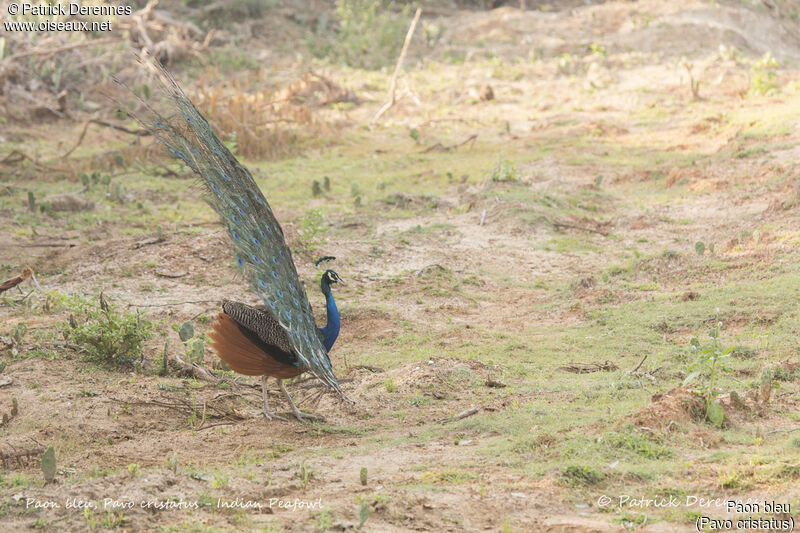 Paon bleu mâle, identification, habitat, parade