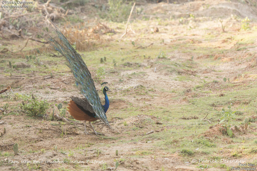 Paon bleu mâle, identification, habitat, parade