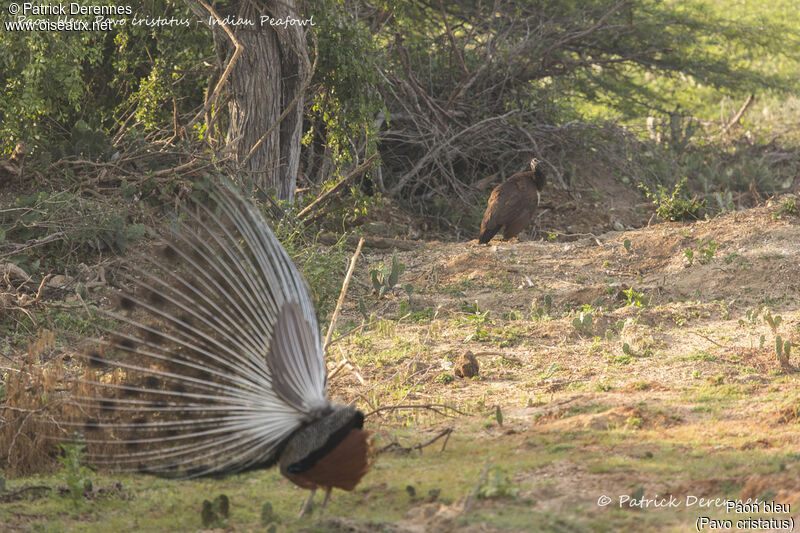 Indian Peafowl female, habitat, courting display