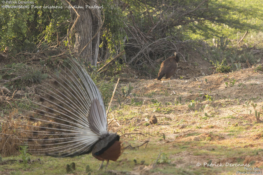 Indian Peafowl female, habitat, courting display