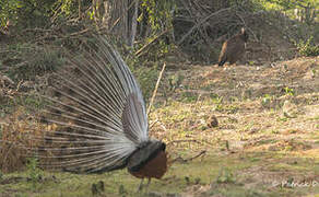 Indian Peafowl