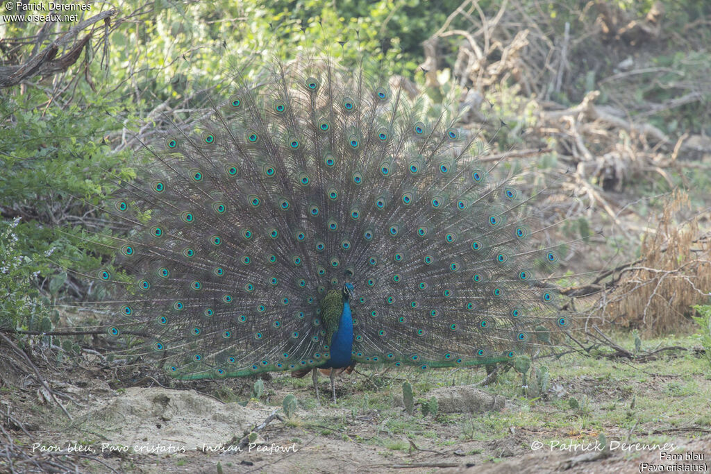 Paon bleu mâle, identification, habitat, parade