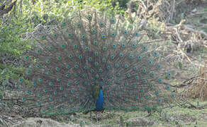 Indian Peafowl