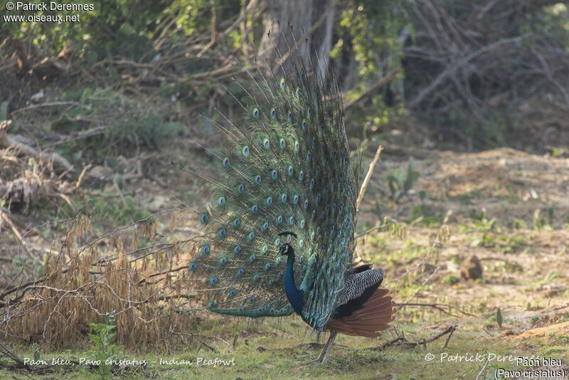 Indian Peafowl male, identification, habitat, courting display