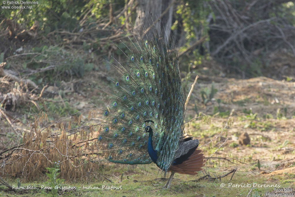 Paon bleu mâle, identification, habitat, parade