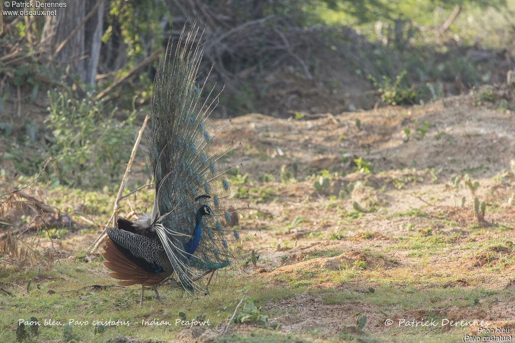 Paon bleu mâle, identification, habitat, parade