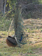 Indian Peafowl