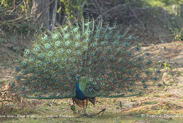 Indian Peafowl