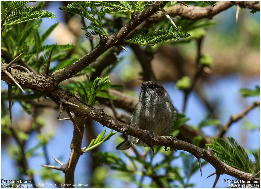 Brown Parisomaadult