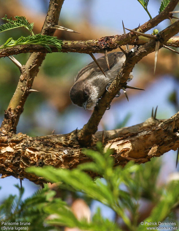 Parisome bruneadulte, identification