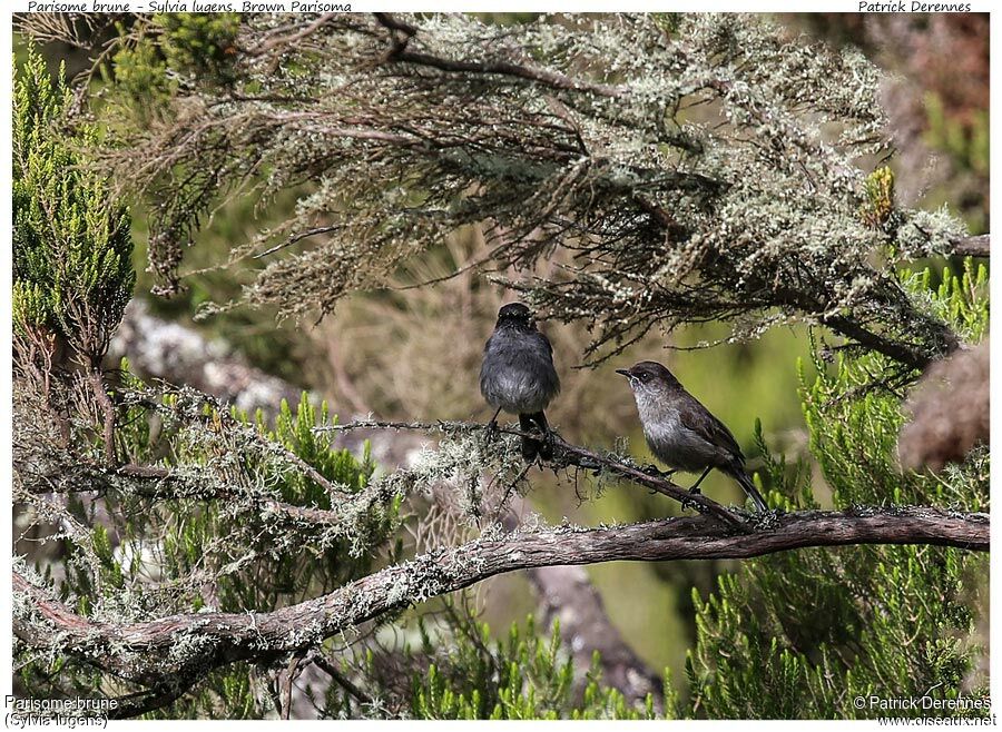 Parisome bruneadulte, identification