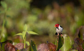 Yellow-billed Cardinal