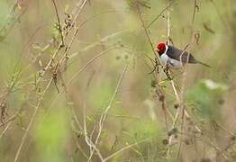 Yellow-billed Cardinal