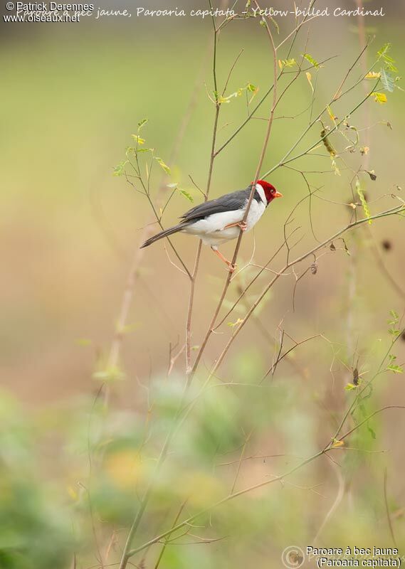 Paroare à bec jaune, identification, habitat