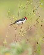 Yellow-billed Cardinal