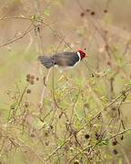 Yellow-billed Cardinal