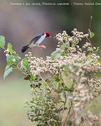 Yellow-billed Cardinal