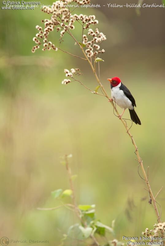 Yellow-billed Cardinal, identification, habitat