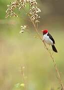 Yellow-billed Cardinal