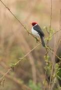 Yellow-billed Cardinal