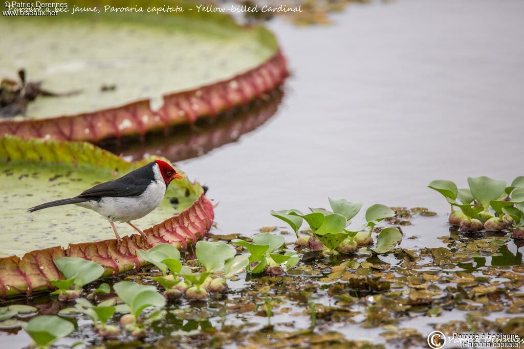 Yellow-billed Cardinal, identification, habitat