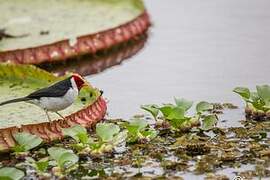 Yellow-billed Cardinal