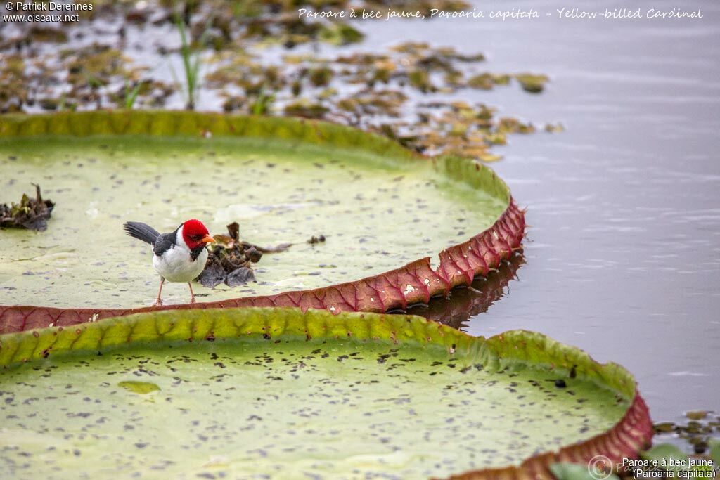 Yellow-billed Cardinal, identification, habitat